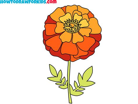 Marigold Flower Drawing Step By | Best Flower Site