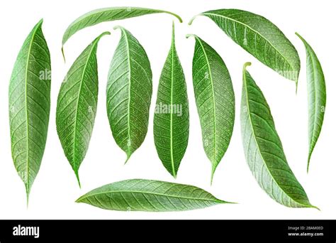 Mango tree leaves hi-res stock photography and images - Alamy