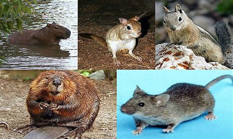 Types Of Wild Rodents