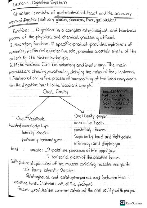 SOLUTION: Anatomy digestive system - Studypool