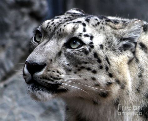 Eyes Of The Snow Leopard Photograph by Nick Gustafson