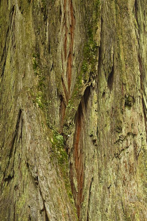 Tree Redwood CA Bark 2 Photograph by John Brueske - Pixels