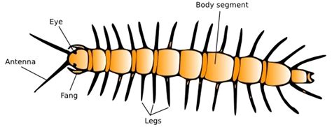 Diagram Of Centipede