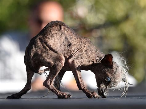 World's Ugliest Dog Contest 2015