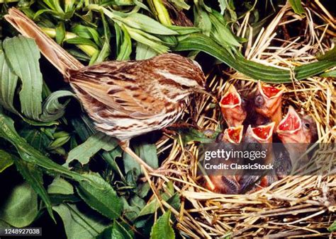 879 Sparrow Nest Stock Photos, High-Res Pictures, and Images - Getty Images