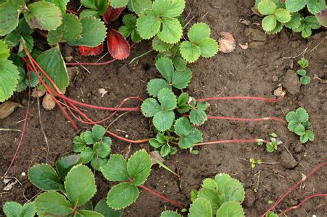 Weed That Looks Like Strawberry Plant » Top Suggestions