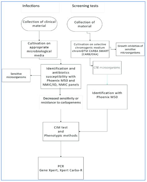 Diagram of CRE diagnostic procedure (CRE -carbapenem-resistant... | Download Scientific Diagram