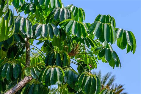 How to Grow and Care for Umbrella Tree Plants