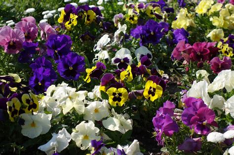 Pansy Flowers Spring - Free photo on Pixabay - Pixabay