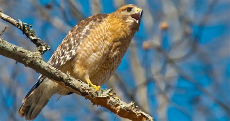 Red-shouldered Hawk Identification, All About Birds, Cornell Lab of ...