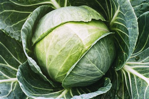 Cabbage 'King of Vegetables': Benefits, How to Avoid Troublesome