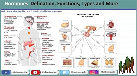 Hormone Defination - Lab Tests Guide - DaftSex HD