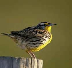 Kansas State Bird: Western Meadowlark