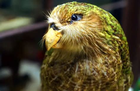 Kakapo - Description, Habitat, Image, Diet, and Interesting Facts