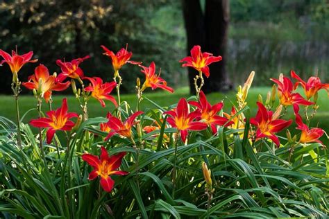 Daylily Flowers: Planting, Growing, and Caring for Daylilies