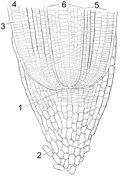 Apical Meristem | Definition, Function & Location - Lesson | Study.com