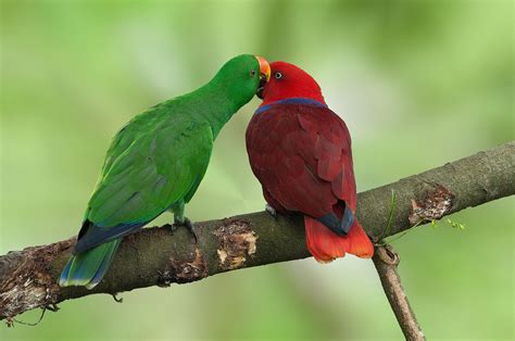 Eclectus Parrot: Bird Species Characteristics & Care