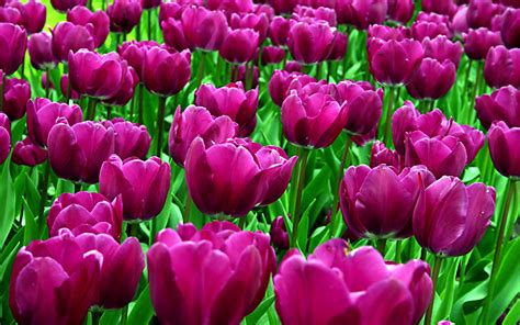 purple tulips - Desktop Wallpaper