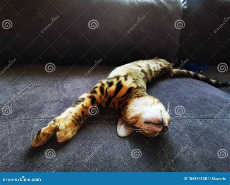 Bengal Kitten Sleeping on a Couch Stock Photo - Image of room, closed ...