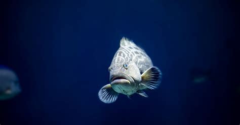 National Aquarium - Black Grouper