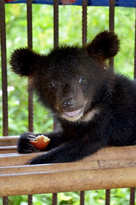 Five Moon Bear Cubs Rescued in One Day - Tenderly