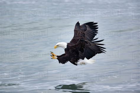 Bald Eagle catching fish, Homer, Alaska, Haliaetus leucocephalus - Stock Photo - Dissolve