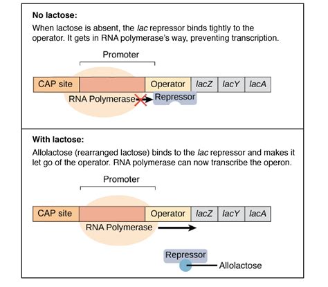 In The Diagram Below Of The Lac Operon What Is The Sugar Composition Of The Media - Wiring Site ...