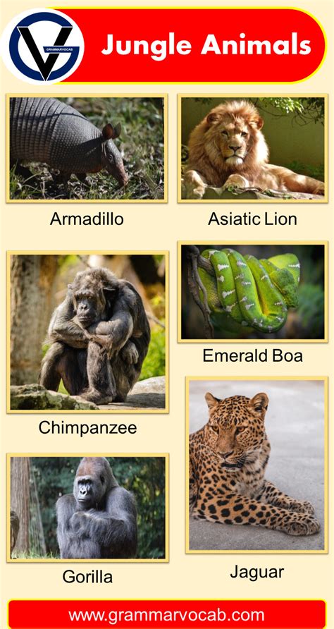 List of Jungle Animals Names | Pictures - GrammarVocab