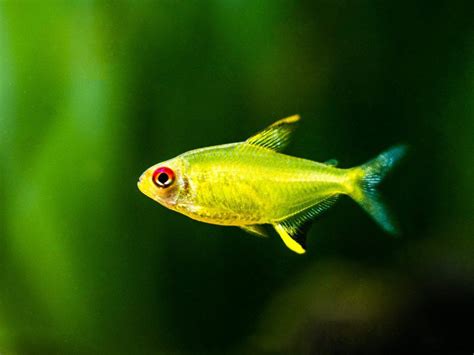 Lemon Tetra Care: Tank Size, Food, School & Breeding - Fish Laboratory