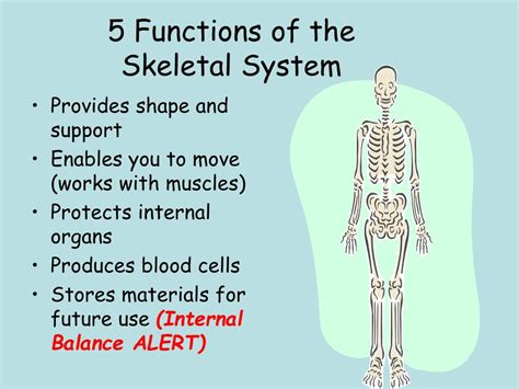 Functions Of Skeletal System