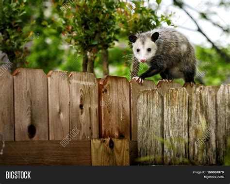 Common Opossum Walking Image & Photo (Free Trial) | Bigstock