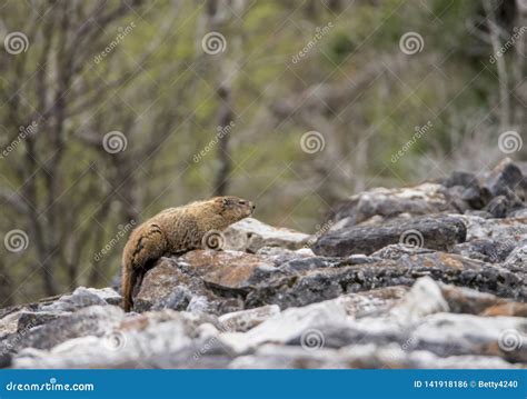 A Groundhog Coming Out of Hibernation in the Spring. Stock Photo ...