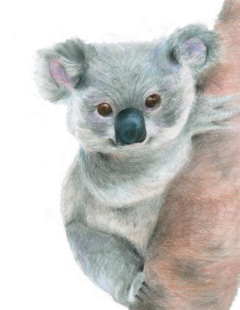 Koala Bear Drawing at GetDrawings | Free download