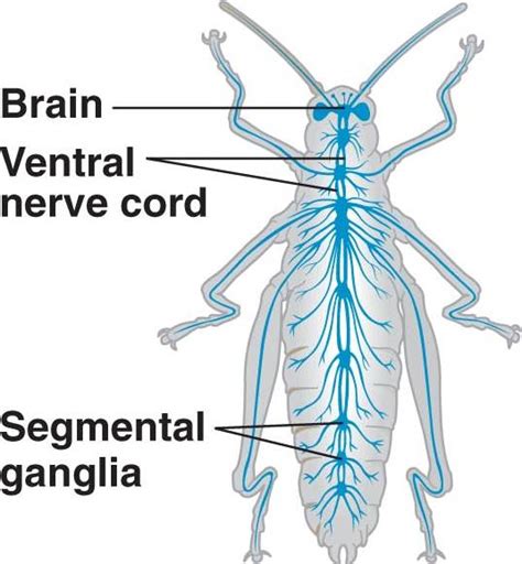 nervous-arthropod.html 49_02cNervousSystemsE-L.jpg