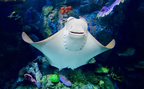 Protruding eyes and snout improve stingray hydrodynamics - Earth.com