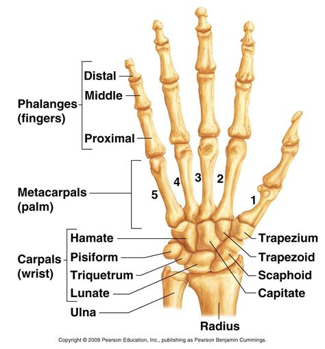 Hand and wrist bone structures | Human anatomy and physiology, Medical knowledge, Medical anatomy