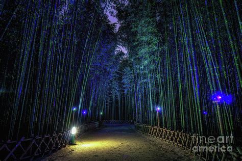 Bamboo Forest At Night Photograph by Aaron Choi - Fine Art America