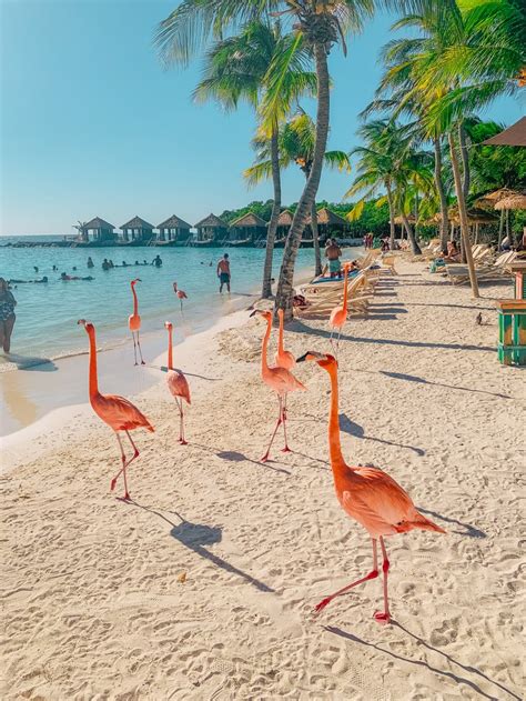 How to Visit the Iconic Flamingo Island in Aruba