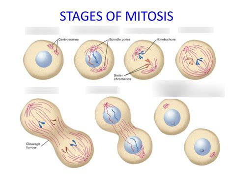 Mitosis Definition Diagram Stages Of Mitosis