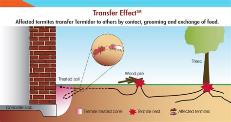 Termite Treatment - Green Earth Pest Control