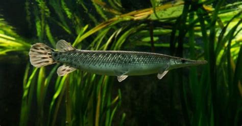 Florida Gar Fish Facts | Lepisosteus platyrhincus | AZ Animals