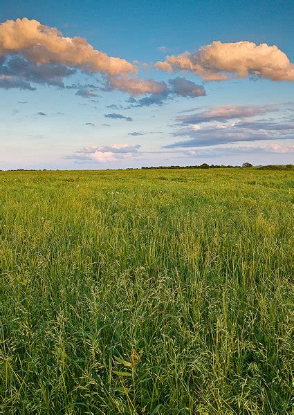 Tall Grass Prairie Afternoon | Tall Grass Prairie Preserve, Oklahoma ...