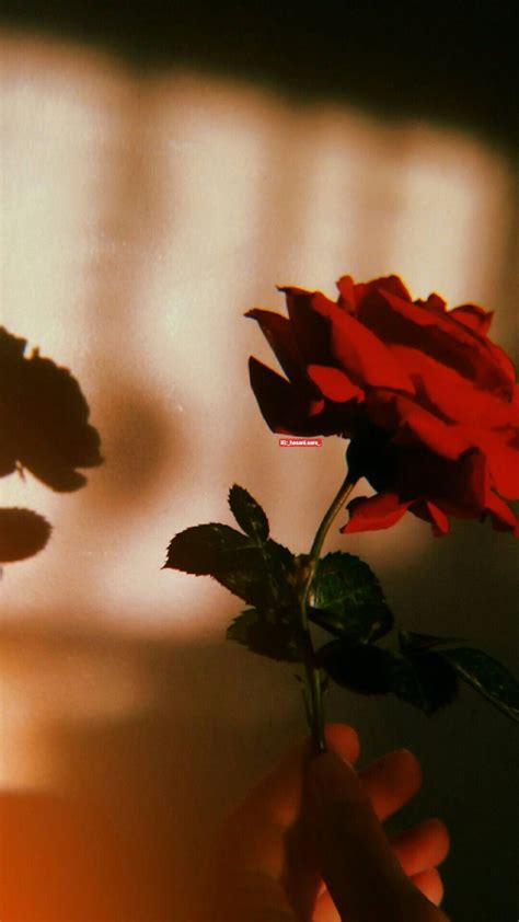 Red Rose Aesthetic Wallpapers - Wallpaper Cave