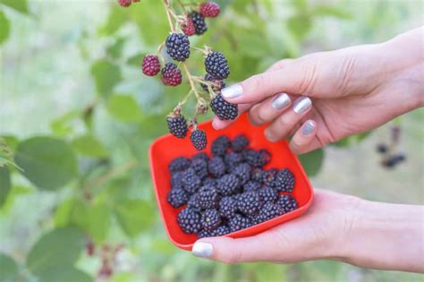 Where Do Blackberries Grow Best? - Garden.eco