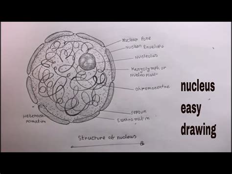 Nucleus Structure Drawing