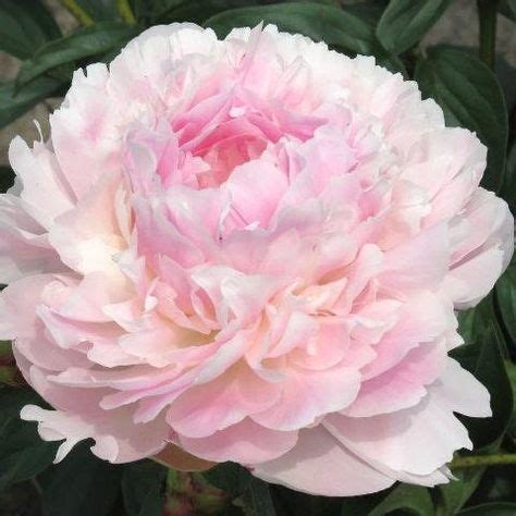 16 Best Light Pink Peonies ideas | pink peonies, peonies, peonies garden