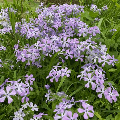 Wild Blue Phlox - Phlox divaricata ~ Uncategorized