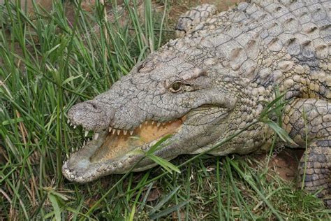 Crocodile Teeth — Stock Photo © fouroaks #2449003