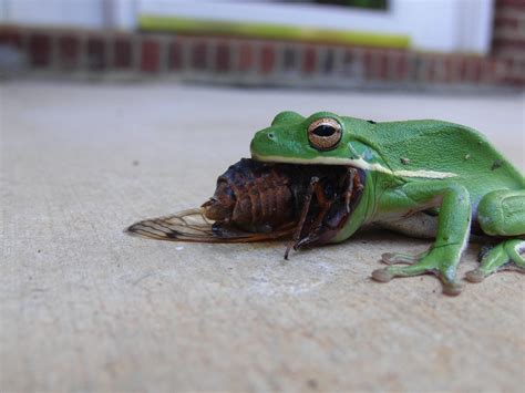 Green frog eating an entire cicada. : photoshopbattles