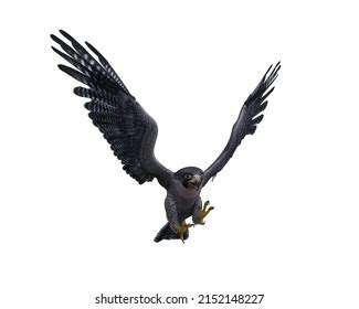 806 Falcon Diving Images, Stock Photos & Vectors | Shutterstock